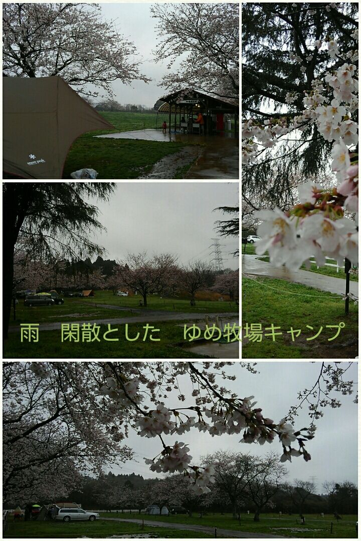 春雨 成田の桜巡り ゆめ牧場とさくらの山公園 奈央のセクシーブログ 春雨 成田の桜巡り ゆめ牧場とさくらの山公園 奈央のセクシーブログ