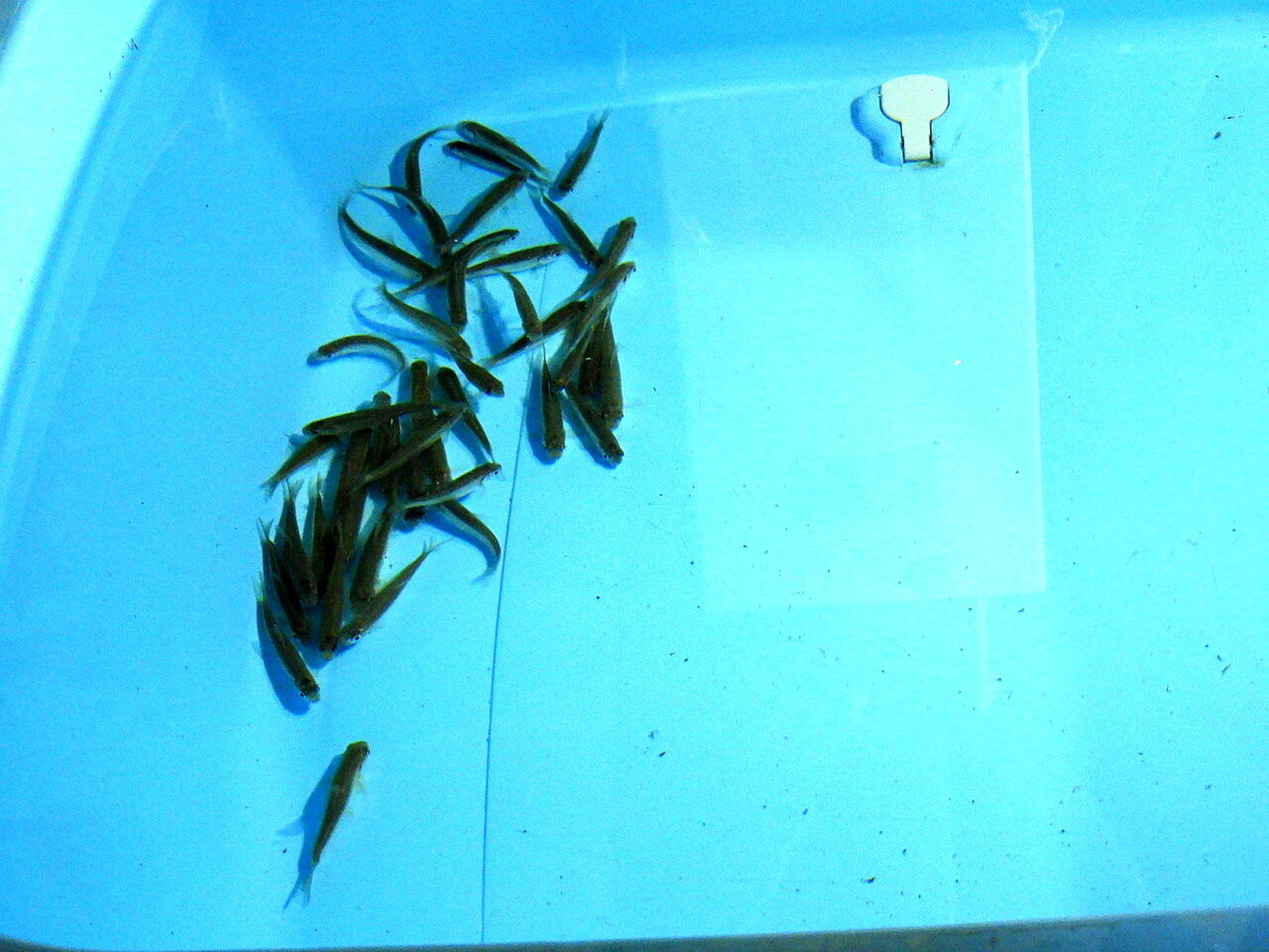 22 ホンモロコの料理にチャレンジしました その１ Misugihonmorokoのblog