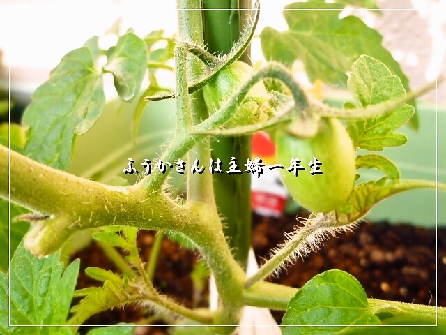 ふうかさんは主婦一年生-トマト.jpg