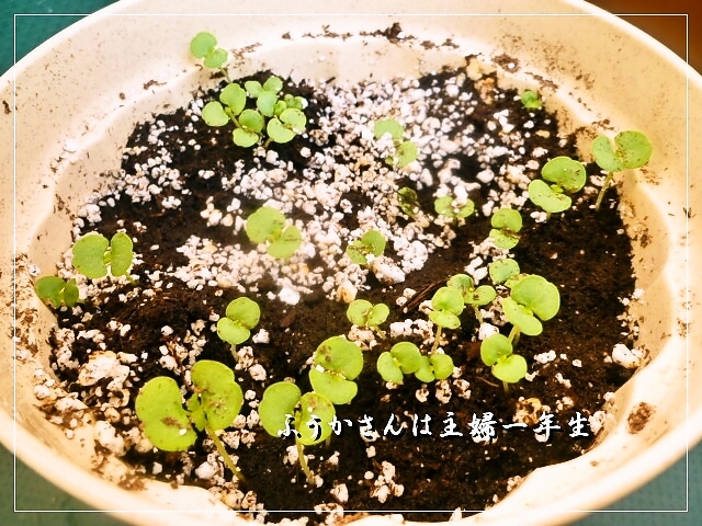 ふうかさんは主婦一年生-大葉.jpg