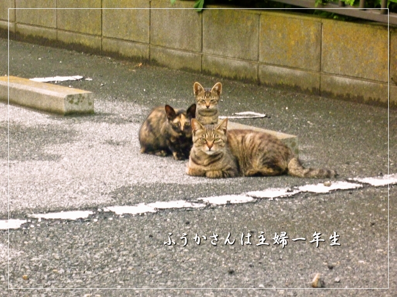 ふうかさんは主婦一年生