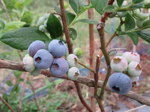 buru-beri-2