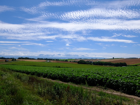DSCF3137