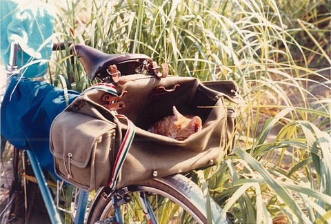 iwanai2-1980