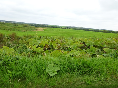 DSC00663