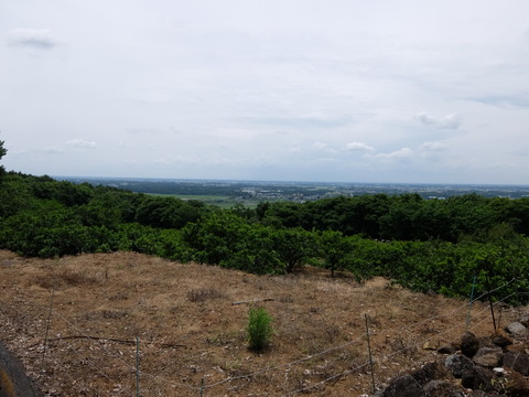 DSCF6178