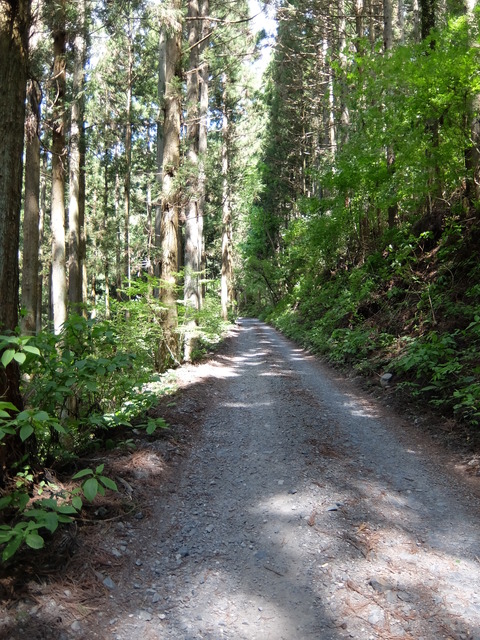 DSCF1784
