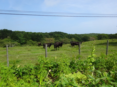 DSC00709