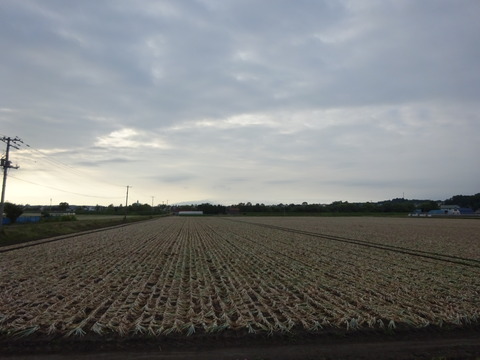 DSC00454