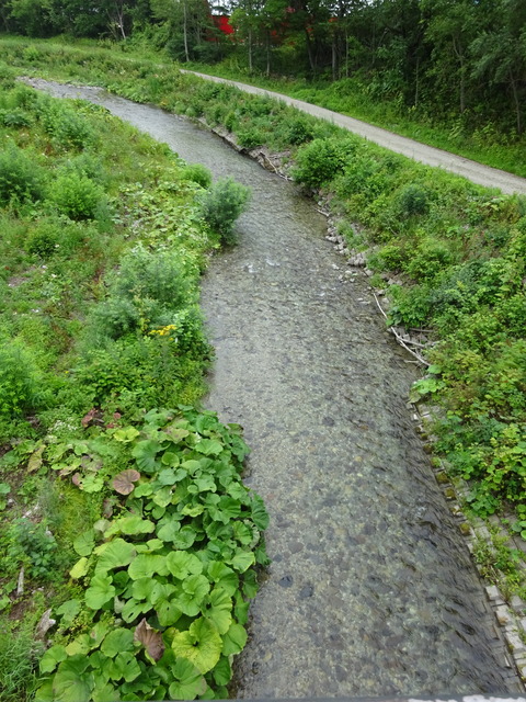 DSC00517