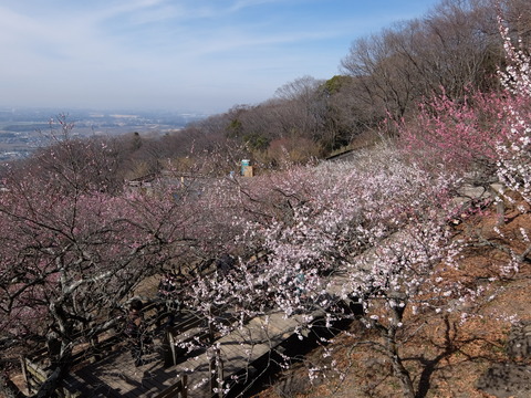 DSCF5987