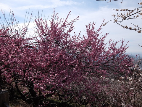 DSCF5986