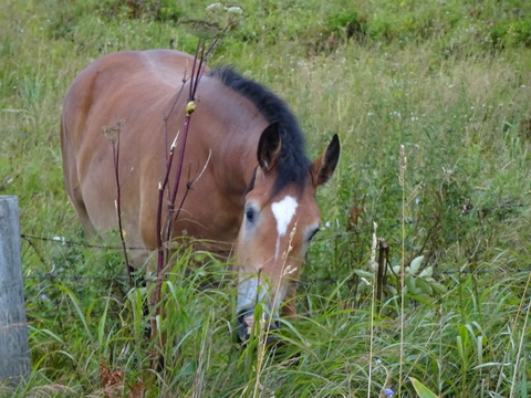 DSC00769