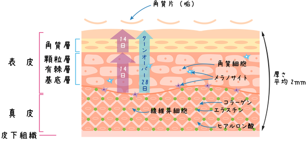 皮膚構造