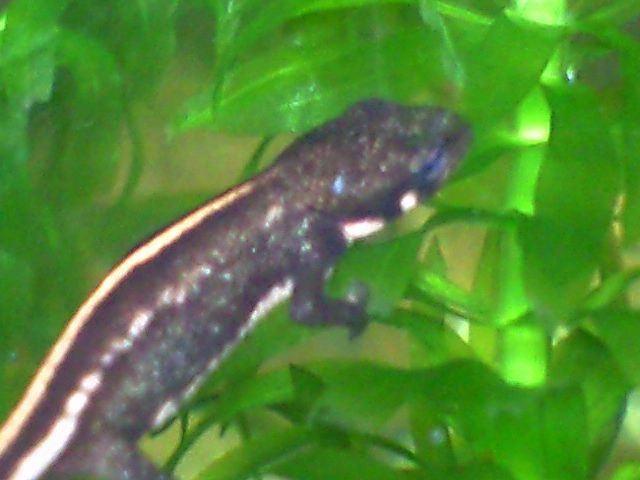卵から育てるアカハライモリ飼育 18 05 07追記 ねこ煮込みうどん 卵から育てるアカハライモリ飼育 18 05 07追記 ねこ煮込みうどん