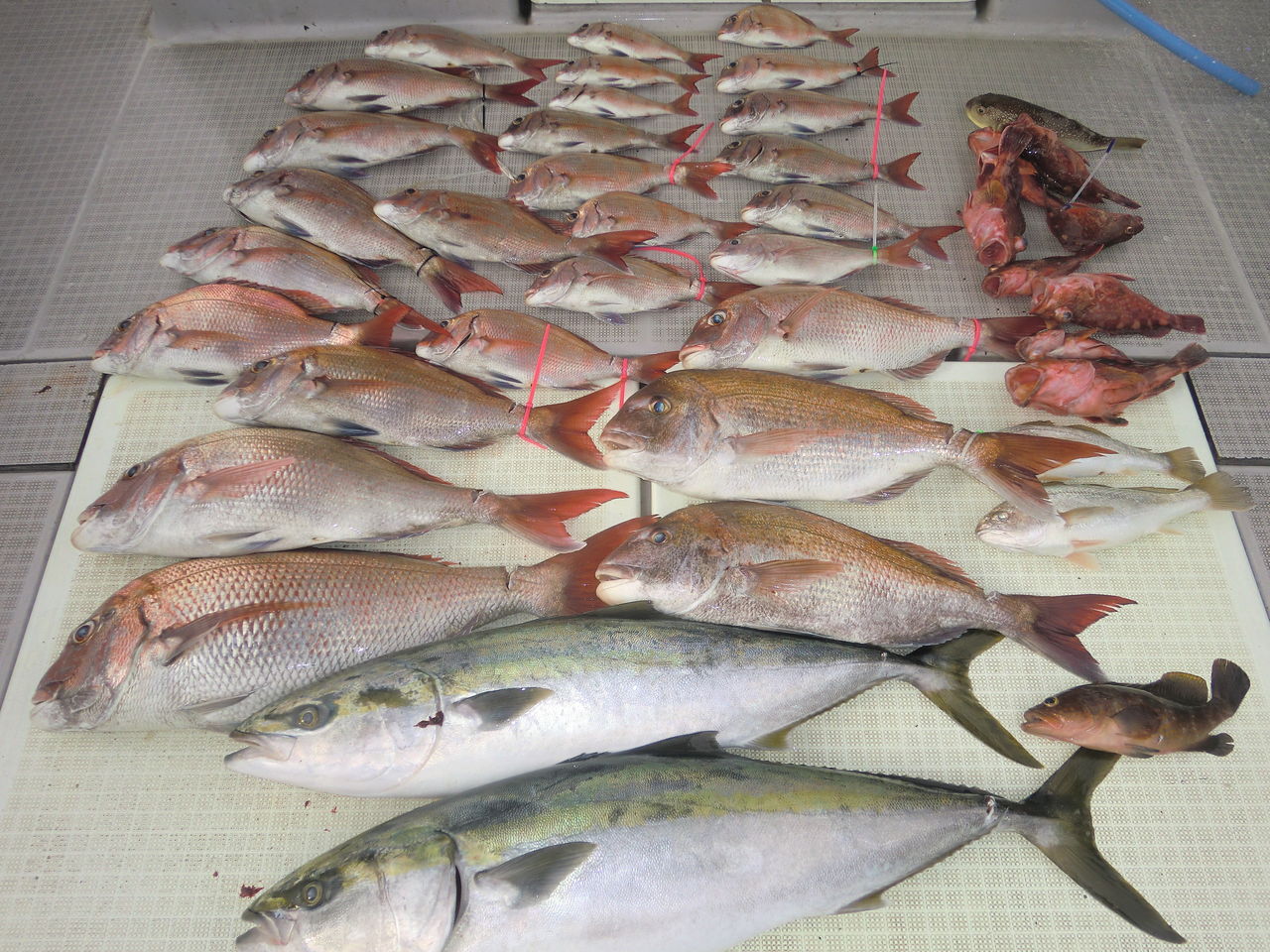 7月19日 23日の釣果 ジギング船 ミタチ丸の船長日記 真鯛 ブリ カンパチ メジロを狙います 7月19日 23日の釣果 ジギング船 ミタチ丸の船長日記 真鯛 ブリ カンパチ メジロを狙います