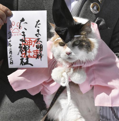 【宮司になった】AA!!猫の日wwwwたま神社でww二タマがww！！