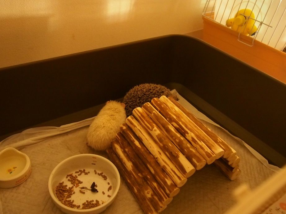 ハリネズミのみたらしと英語のブログ