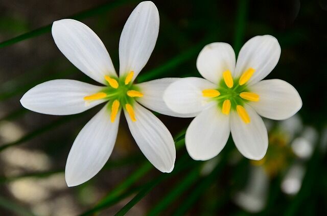 タマスダレ 綾瀬の風物詩