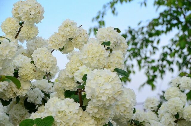 早咲きの白いアジサイ 綾瀬の風物詩 早咲きの白いアジサイ 綾瀬の風物詩