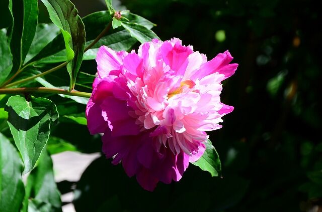今年も咲いた山芍薬 ヤマシャクヤク 綾瀬の風物詩