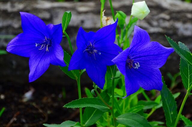 秋の日の花 綾瀬の風物詩 秋の日の花 綾瀬の風物詩