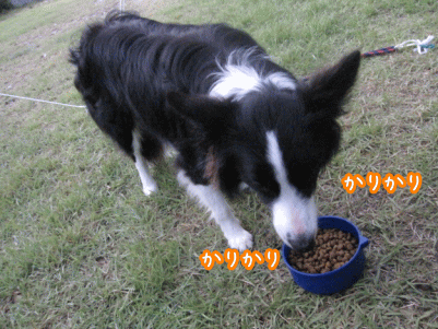 キャンプ20