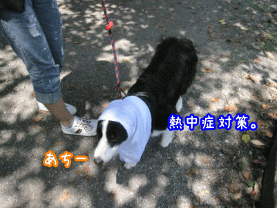 キャンプ27