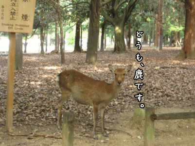 奈良1