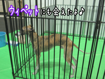 ペット5