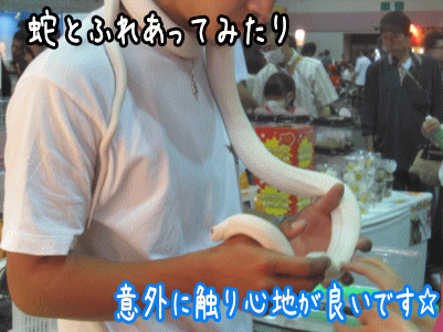 ペット4