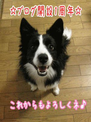1周年