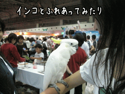 ペット1