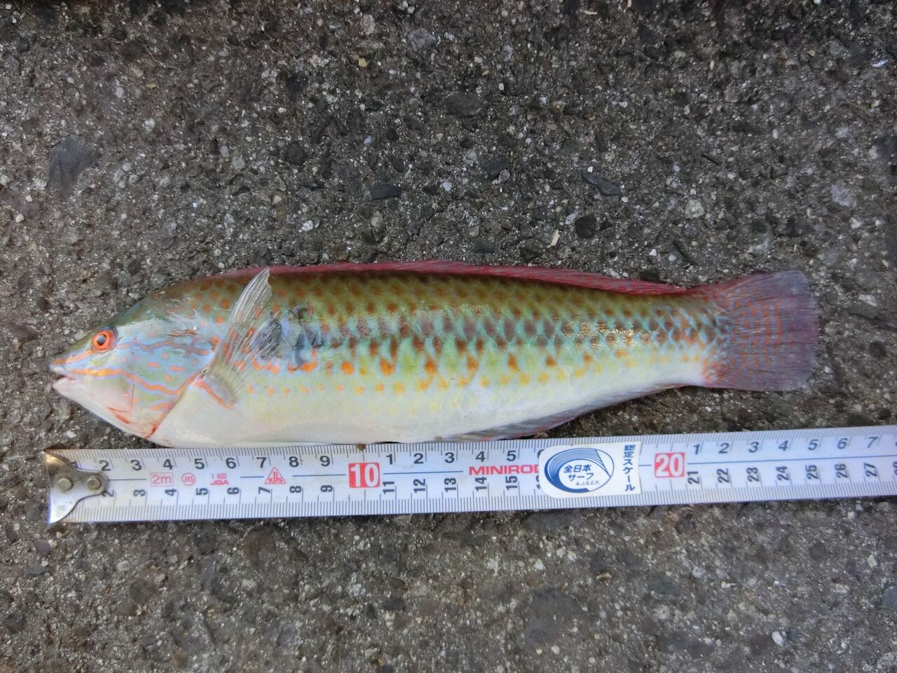 キュウセン釣り In 豊島 塾長先生の広島投げ釣り日記