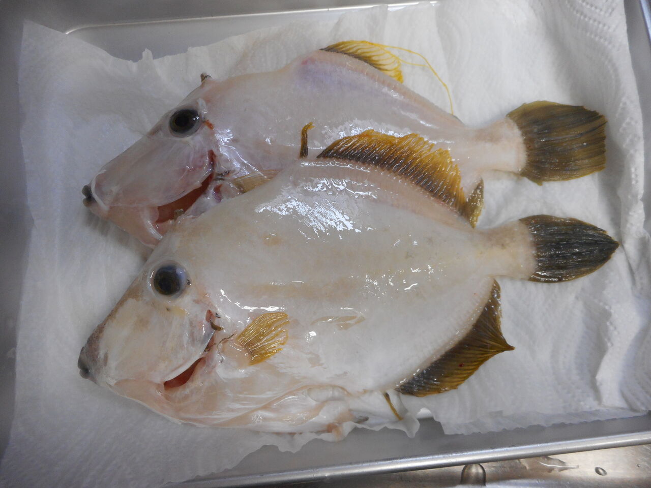 Tokさんから頂戴したので 早速煮付けに 塾長先生の広島投げ釣り日記