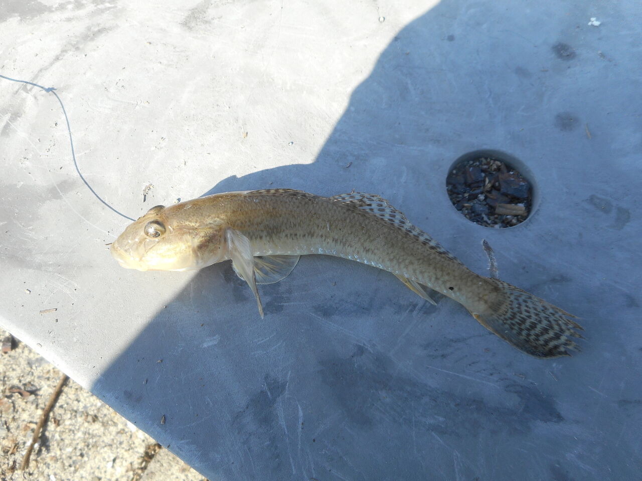 ついに復活 マハゼ釣りin風早 塾長先生の広島投げ釣り日記
