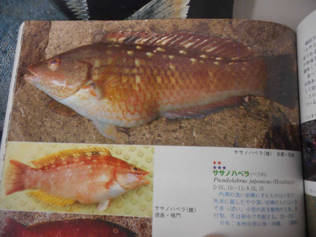 クラカケトラギスの美味しい食べ方は 塾長先生の広島投げ釣り日記 クラカケトラギスの美味しい食べ方は 塾長先生の広島投げ釣り日記