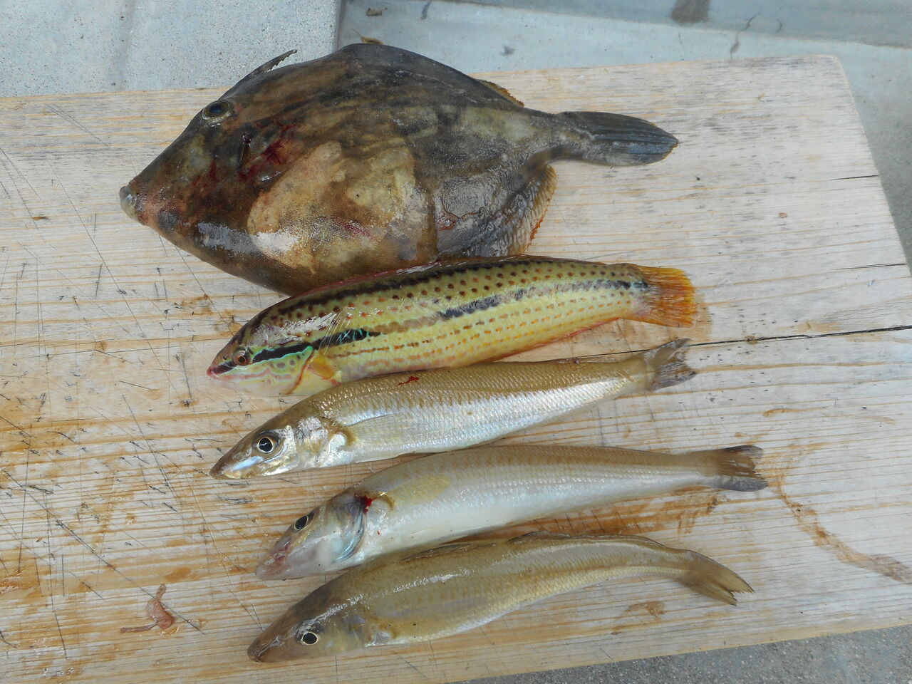 塾長先生の広島投げ釣り日記 投げ釣り