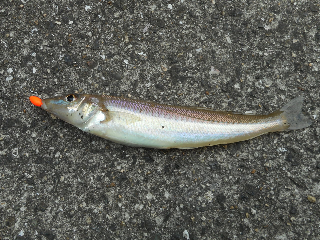 2時間だけのキス釣り In 大芝島 塾長先生の広島投げ釣り日記 2時間だけのキス釣り In 大芝島 塾長先生の広島投げ釣り日記