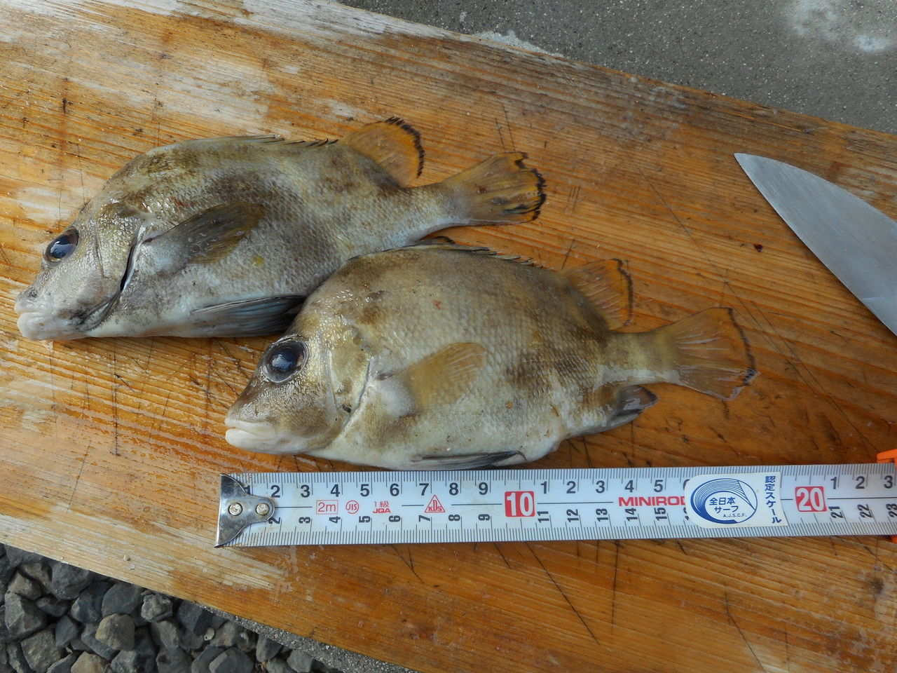 協会アイナメ大会 本命ボーズでしたが 大漁でした 笑 塾長先生の広島投げ釣り日記