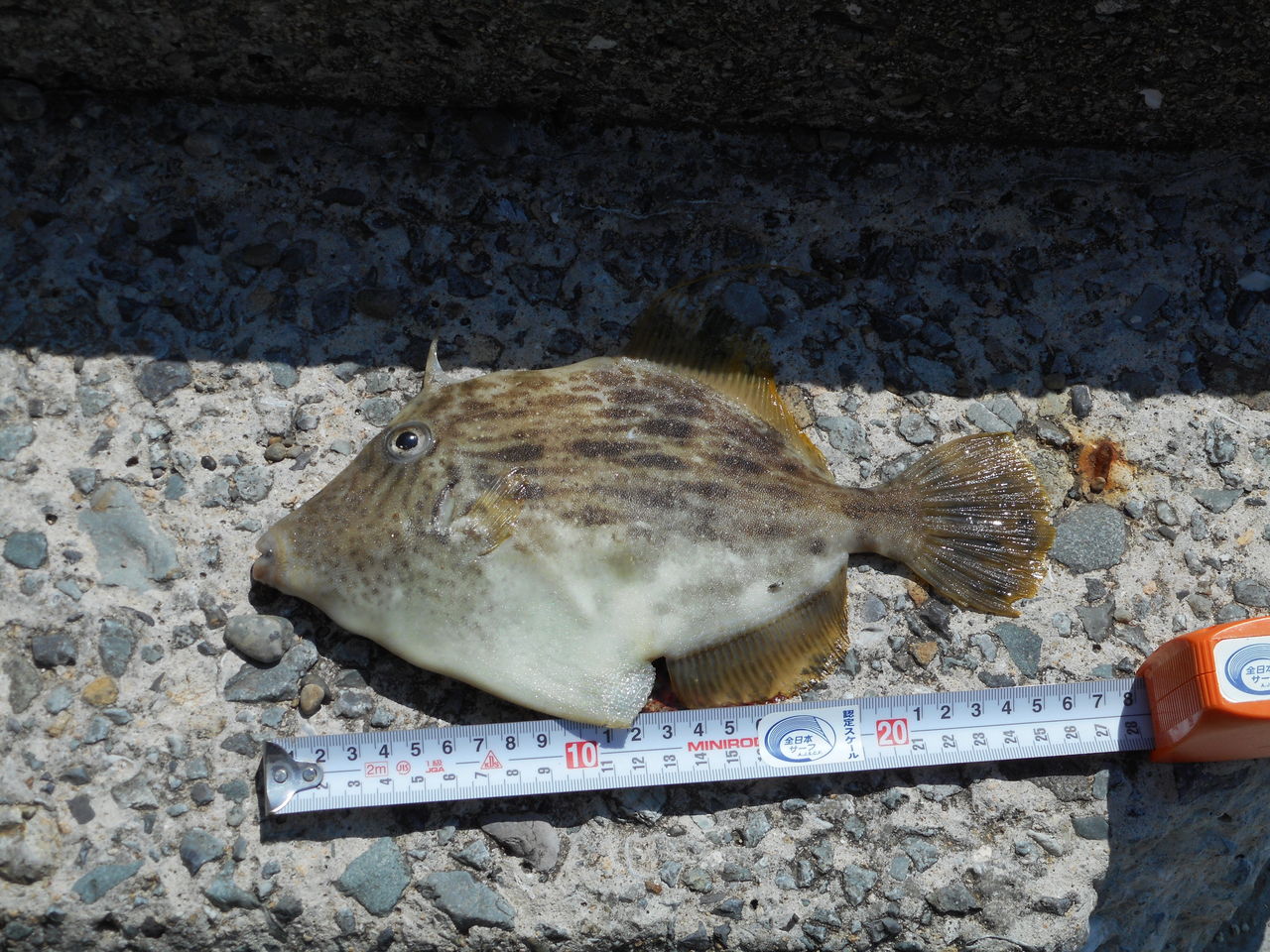 こんなはずでは 塾長先生の広島投げ釣り日記