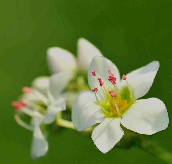ソバの花 ヒロシマの視線