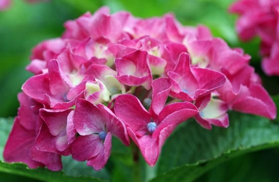 パリジェンヌ アジサイ 6月 7月 ヒロシマの視線