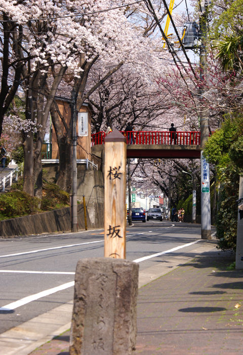 sakurazaka08032813