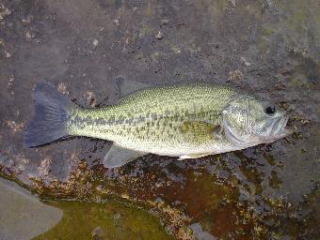 blackbass1