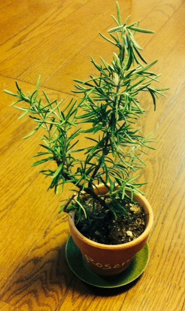 rosemary