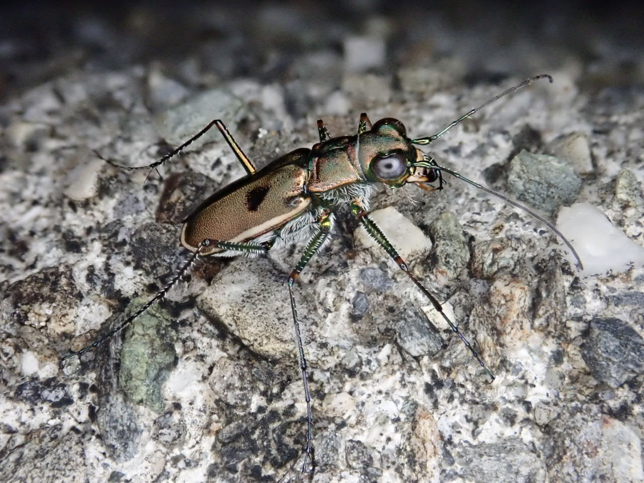 オキナワシロヘリハンミョウ : 西表島 ミトレアキャンプ場ブログ
