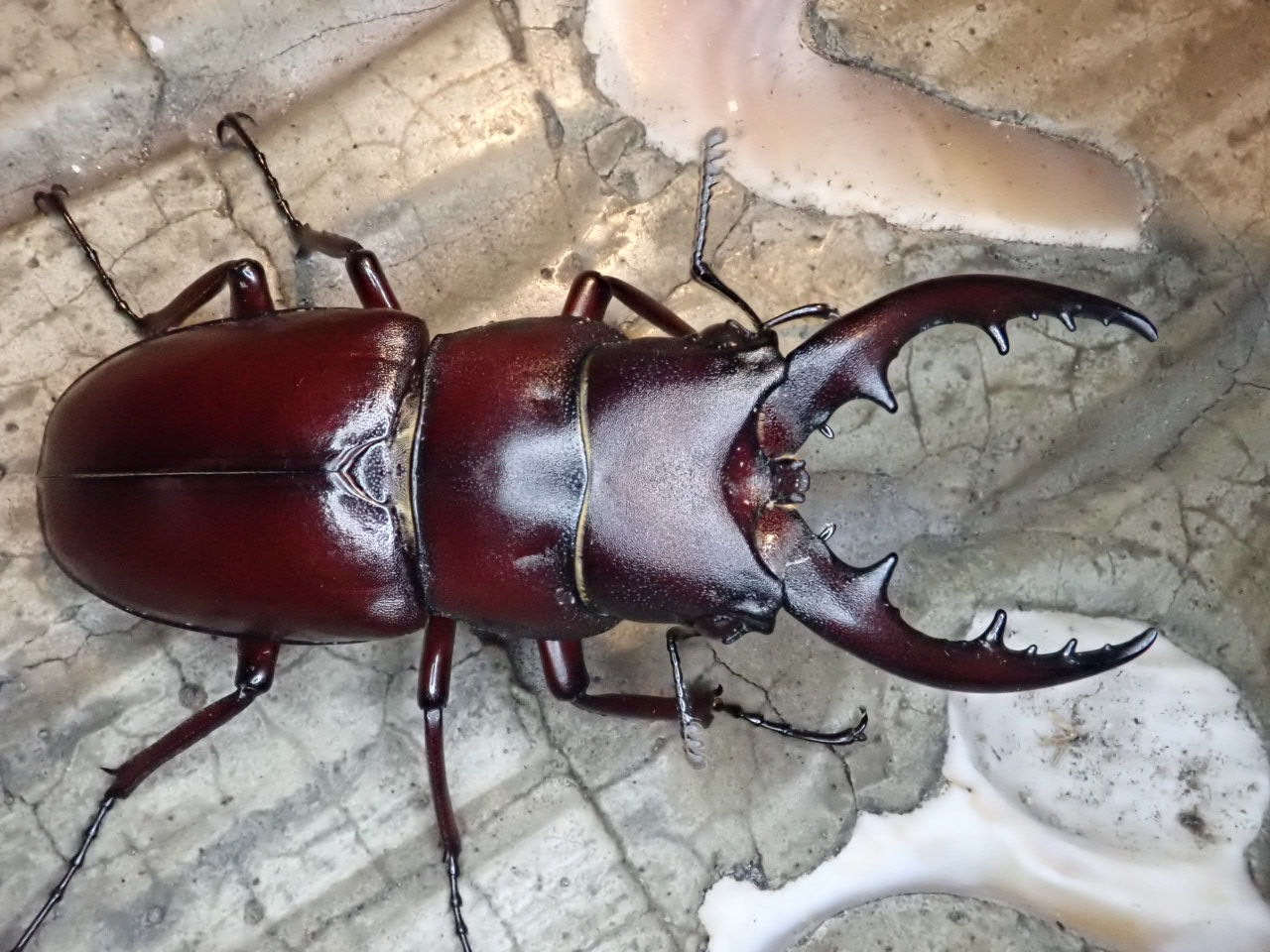 石垣島産 ヤエヤマノコギリ ♂52mm ♀32mm WF4 石垣 ヤエヤマノコギリ