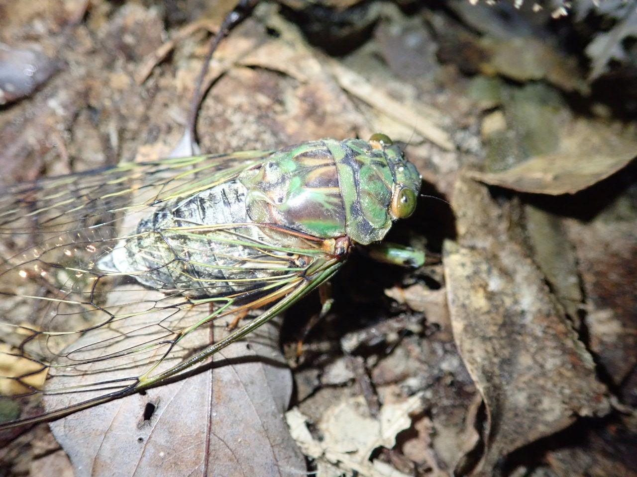 タイワンヒグラシ : 西表島 ミトレアキャンプ場ブログ