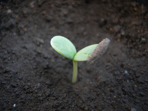 zinnia_01